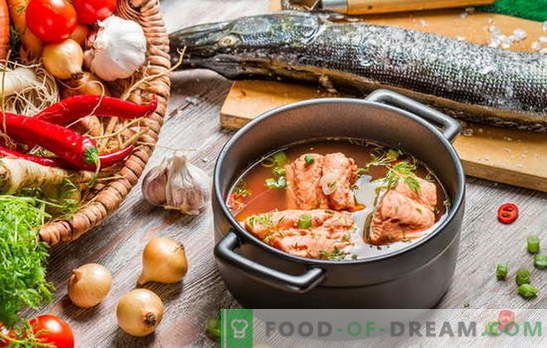 Kuhanje ribje juhe je občutljiva zadeva! Kako kuhati ribjo juho iz reke ali rdeče ribe, z ječmenom, proso, konzervirano hrano, kozicami, paradižnikom