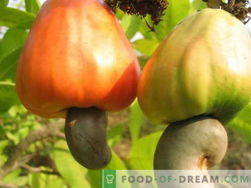 Cashew - uporabne lastnosti in uporaba pri kuhanju. Recepti z indijskimi orehi.