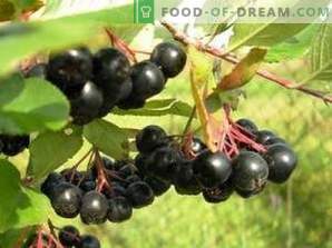 How to dry black chokeberry